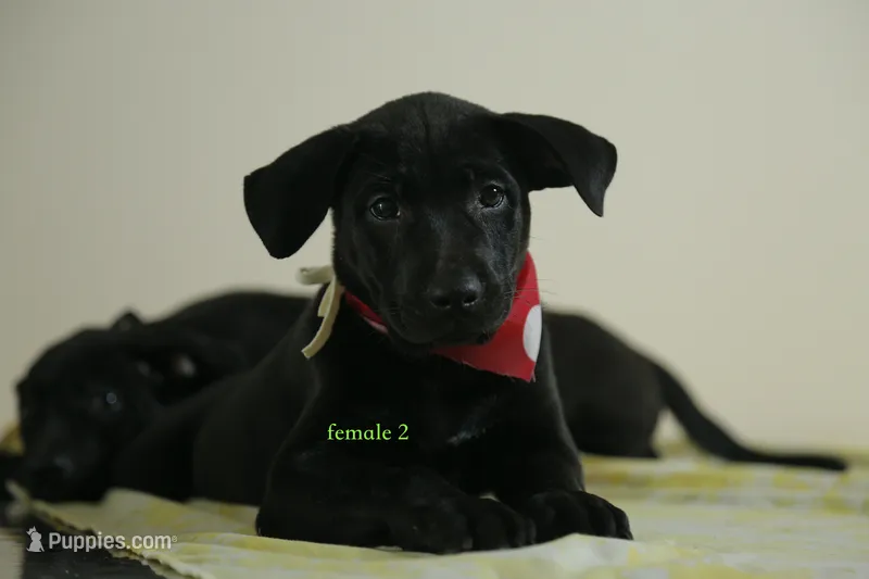 Purebred Formosan Mountain Dog 3 – Taiwan puppy for sale in Newburgh, NY