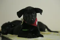 Purebred Formosan Mountain Dog 3, a female Taiwan for sale in Newburgh, NY – 1 of 5
