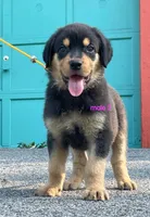 Purebred Rottweiler male 2, a male Rottweiler for sale in Newburgh, NY – 6 of 6