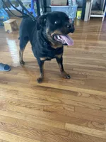 Rottweiler female 2, a female Rottweiler for sale in Newburgh, NY – 8 of 8