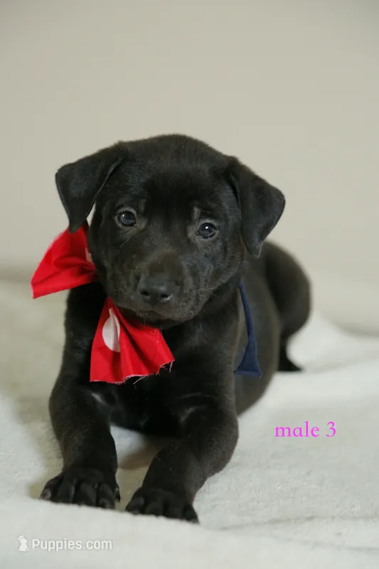 Formosan Mountain Dog 3 – Entlebucher Mountain Dog puppy for sale in Newburgh, NY