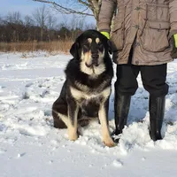 Tibetan Mastiff/Caucasian Ovcharka female, a female Caucasian Ovcharka and Tibetan Mastiff for sale in Rock Tavern, NY – Photo 1 of 2