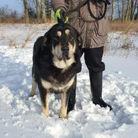 Tibetan Mastiff/Caucasian Ovcharka female, a female Caucasian Ovcharka and Tibetan Mastiff for sale in Rock Tavern, NY – Photo 2 of 2