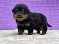 Purebred Rottweiler pup 1, a female Rottweiler for sale in Rock Tavern, NY – 6 of 10