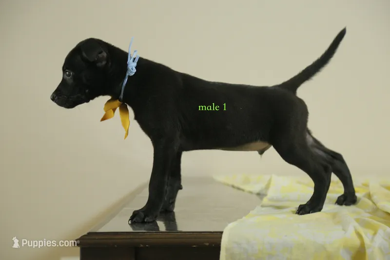 Purebred Taiwai(Formosan Mountain) 1 – Taiwan puppy for sale in Newburgh, NY