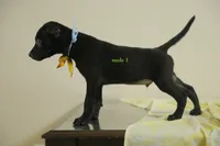 Purebred Taiwai(Formosan Mountain) 1, a male Taiwan for sale in Newburgh, NY – 1 of 4