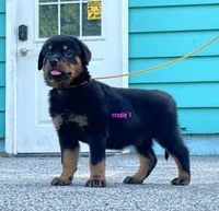 Purebred Rottweiler male 1, a male Rottweiler for sale in Newburgh, NY – 4 of 8
