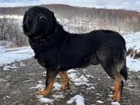 Rottweiler cross male, a male Caucasian Ovcharka and Rottweiler for sale in Newburgh, NY – 2 of 3