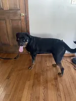 Rottweiler female 2, a female Rottweiler for sale in Newburgh, NY – 7 of 8