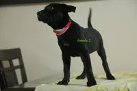 Purebred Formosan Mountain Dog 3, a female Taiwan for sale in Newburgh, NY – 3 of 5