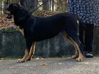 Rottweiler cross male, a male Rottweiler for sale in Rock Tavern, NY – 3 of 3