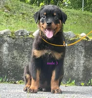 Purebred Rottweiler male 3, a male Rottweiler for sale in Newburgh, NY – 3 of 4