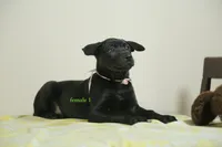 Purebred Formosan Mountain Taiwai Dog 2, a female Taiwan for sale in Newburgh, NY – 4 of 4
