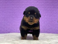 Purebred Rottweiler pup 2, a male Rottweiler for sale in Rock Tavern, NY – 9 of 10