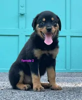 Purebred Rottweiler female 2, a female Rottweiler for sale in Newburgh, NY – 6 of 6