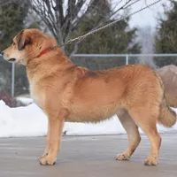 Rottweiler cross male, a male Caucasian Ovcharka and Rottweiler for sale in Rock Tavern, NY – Photo 3 of 3