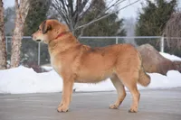 Rottweiler cross male, a male Caucasian Ovcharka and Rottweiler for sale in Rock Tavern, NY – Photo 3 of 3