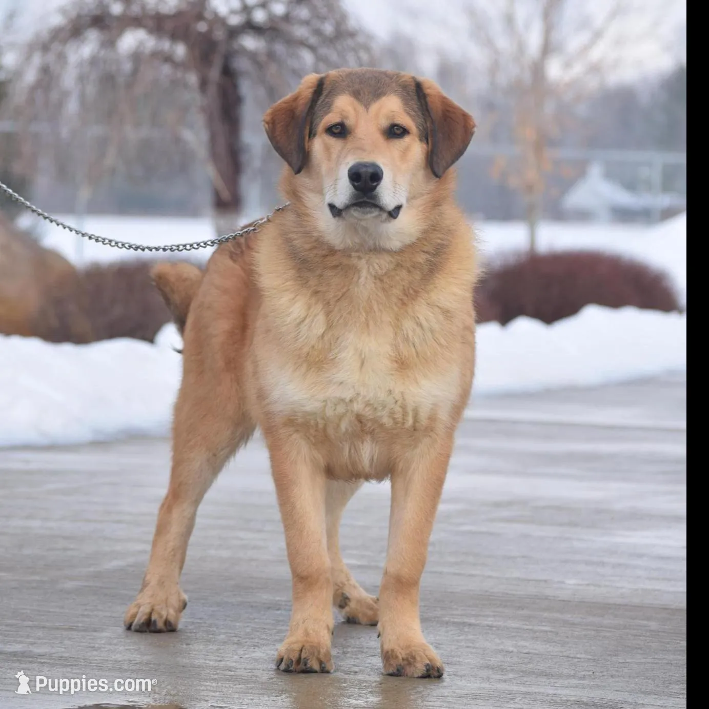 Rottweiler cross male
