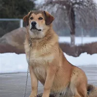 Rottweiler cross male, a male Caucasian Ovcharka and Rottweiler for sale in Rock Tavern, NY – Photo 2 of 3