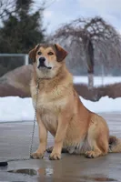 Rottweiler cross male, a male Caucasian Ovcharka and Rottweiler for sale in Rock Tavern, NY – Photo 2 of 3