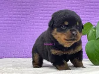 Purebred Rottweiler pup 1, a female Rottweiler for sale in Rock Tavern, NY – 3 of 10