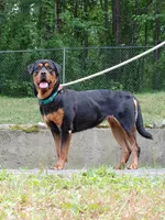 Rottweiler female, a female Rottweiler for sale in Newburgh, NY – 5 of 6