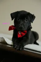 Formosan Mountain Dog 3, a male Entlebucher Mountain Dog for sale in Newburgh, NY – 3 of 7