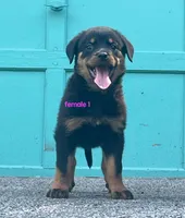 Purebred Rottweiler female 1, a female Rottweiler for sale in Newburgh, NY – 2 of 7