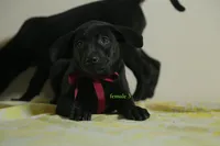 Purebred Formosan Mountain Taiwan Dog 4, a female Taiwan for sale in Newburgh, NY – 3 of 4