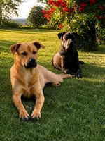 Rottweiler/Taiwan dog male, a female Rottweiler for sale in Newburgh, NY – 3 of 6