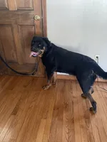 Rottweiler female 2, a female Rottweiler for sale in Newburgh, NY – 4 of 8