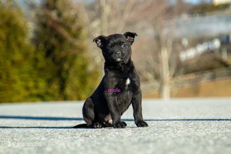 Rottweiler/Taiwan dog 1