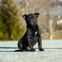 Rottweiler/Taiwan dog 1, a male Rottweiler for sale in Rock Tavern, NY – Photo 1 of 3