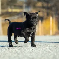 Rottweiler/Taiwan dog 1, a male Rottweiler for sale in Rock Tavern, NY – Photo 2 of 3