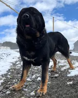 Rottweiler cross male, a male Caucasian Ovcharka and Rottweiler for sale in Newburgh, NY – 1 of 3