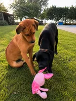 Rottweiler/Taiwan dog male, a female Rottweiler for sale in Newburgh, NY – 6 of 6