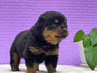Purebred Rottweiler pup 2, a male Rottweiler for sale in Rock Tavern, NY – 10 of 10