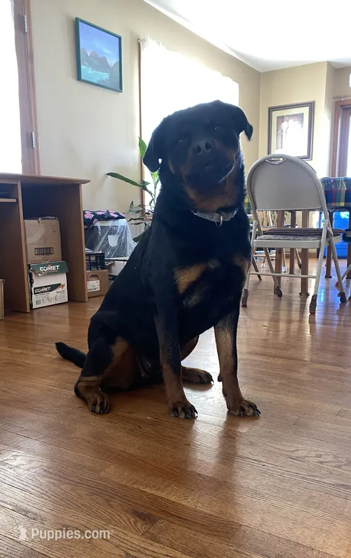 Rottweiler female 2 – Rottweiler puppy for sale in Newburgh, NY