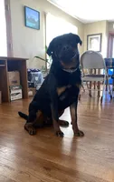 Rottweiler female 2, a female Rottweiler for sale in Newburgh, NY – 1 of 8