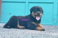 Purebred Rottweiler female 1, a female Rottweiler for sale in Newburgh, NY – 5 of 7