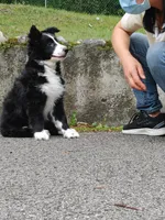 2 months Border collie female, a female Border Collie for sale in Rock Tavern, NY – 3 of 6