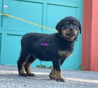Purebred Rottweiler male 1, a male Rottweiler for sale in Newburgh, NY – 8 of 8