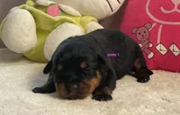 AKC Rottweiler male 1, a male Rottweiler for sale in Newburgh, NY – 5 of 5