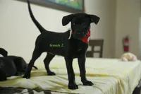 Purebred Formosan Mountain Dog 3, a female Taiwan for sale in Newburgh, NY – 5 of 5