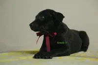 Purebred Formosan Mountain Taiwan Dog 4, a female Taiwan for sale in Newburgh, NY – 2 of 4