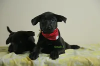 Purebred Formosan Mountain Dog 3, a female Taiwan for sale in Newburgh, NY – 4 of 5