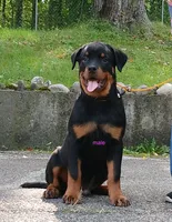 Purebred Rottweiler male 3, a male Rottweiler for sale in Newburgh, NY – 3 of 4