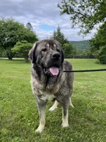 Spanish Mastiff/Caucaisan Ovcharka , a male Spanish Mastiff for sale in Newburgh, NY – 6 of 7