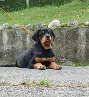 Purebred Rottweiler female 1, a female Rottweiler for sale in Newburgh, NY – 4 of 5