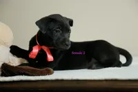 Formosan Mountain Dog female 2, a female Golden Mountain Doodle for sale in Newburgh, NY – 2 of 5